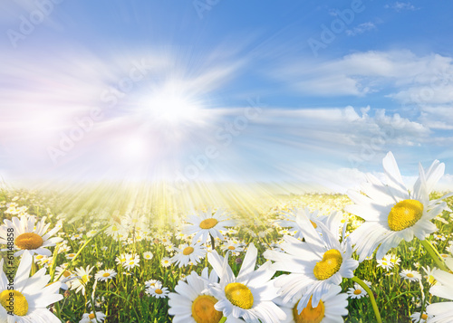 Fototapeta Naklejka Na Ścianę i Meble -  Margeritenwiese im Frühling :)