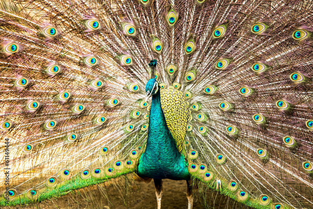Obraz premium peacock in night safari chiangmai Thailand