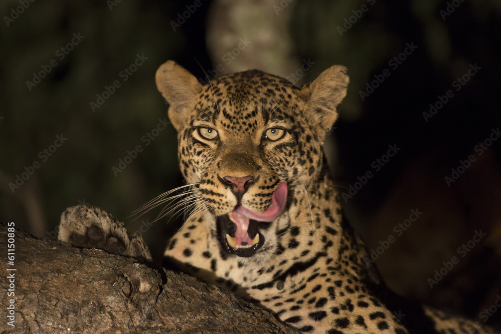 Fototapeta premium African Leopard (Panthera pardus) South Africa