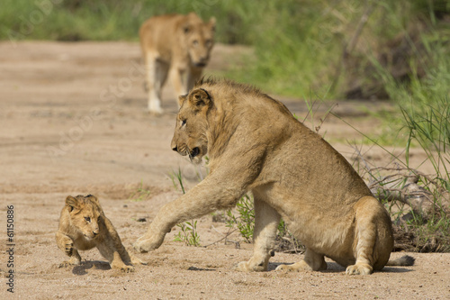 African Lion cub and mother (Panthera leo) South Africa