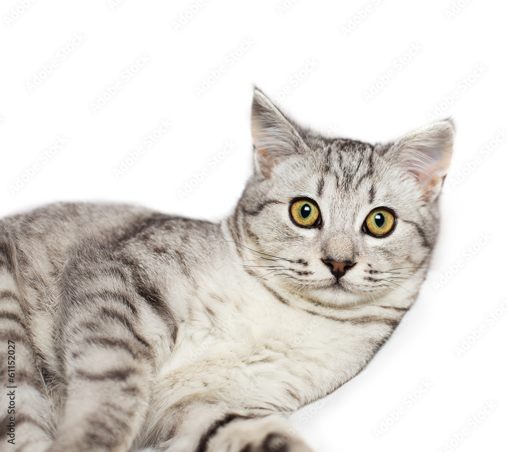 cat cat
