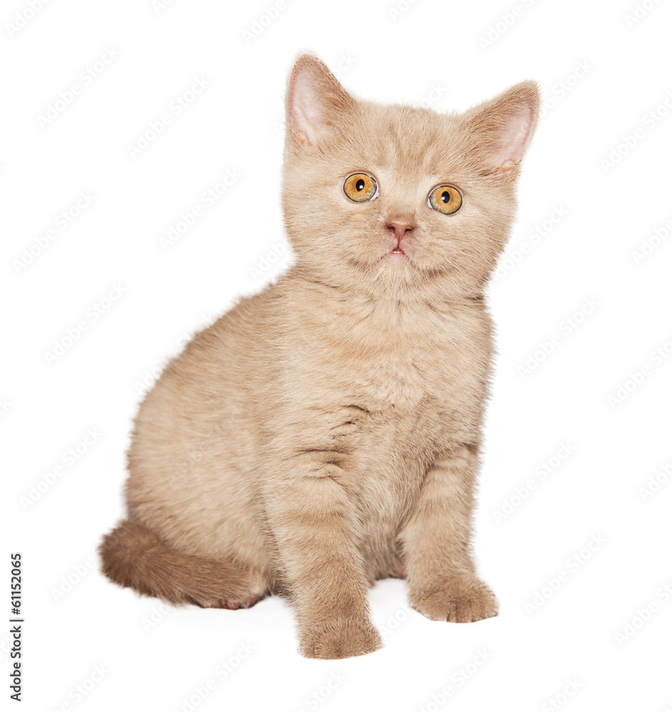 Obraz premium ginger British cat