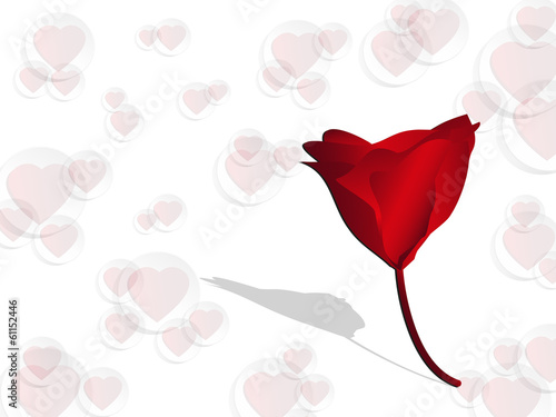 Red rose on  valentine background