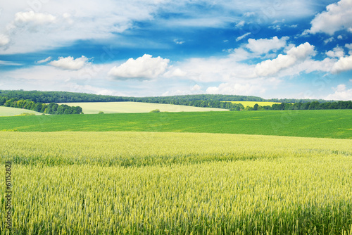 Wheat field and blue sky