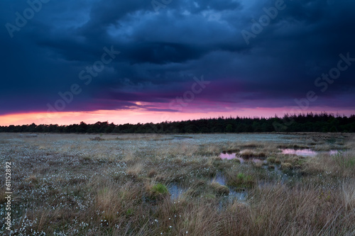 stormy sunset sky over swamp with cottongrass