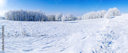panorama of the winter forest