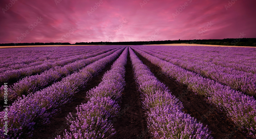 Stunning lavender field landscape at sunset - obrazy, fototapety, plakaty 