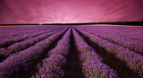 Stunning lavender field landscape at sunset