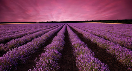 Fotobehang Zomer Lavendelveld bij ondergaande zon  © Jess_Ivanova
