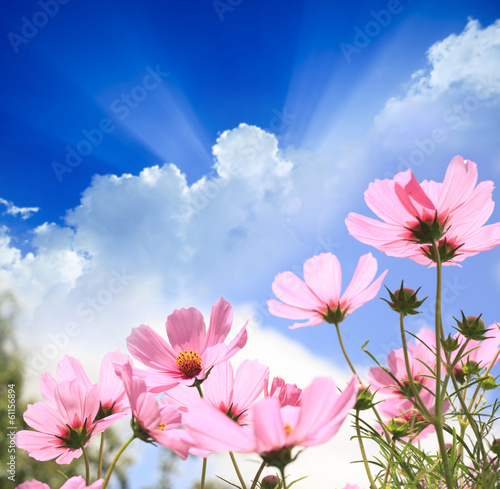 Fototapeta Naklejka Na Ścianę i Meble -  Field of flowers