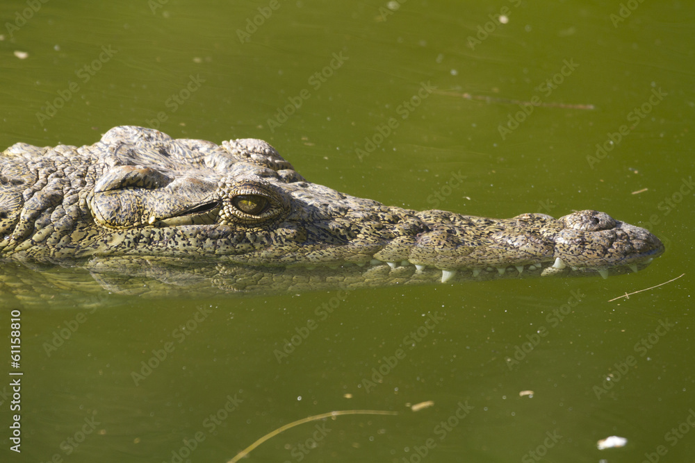 Alligator (Alligator Mississippiensis) Alligator (Alligator Mississippiensis)