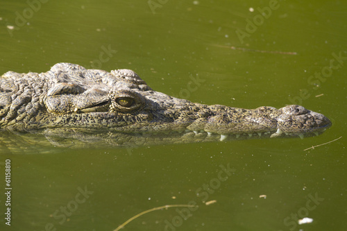 Alligator (Alligator Mississippiensis)