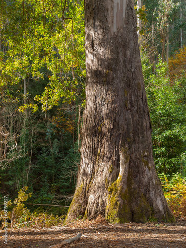 Eucalyptus trunk in Souto da Retorta  Galicia  Spain.