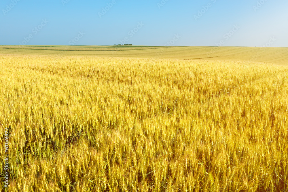 Endless rolling wheat fields at sunny day