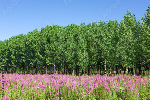 Vászonkép Field of wild flowers with a forest - poplar trees in the backgr