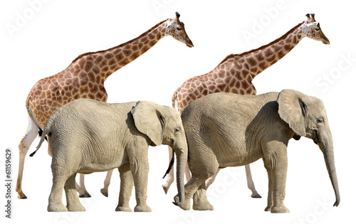 Isolated giraffes and elephants walking © Christian Musat