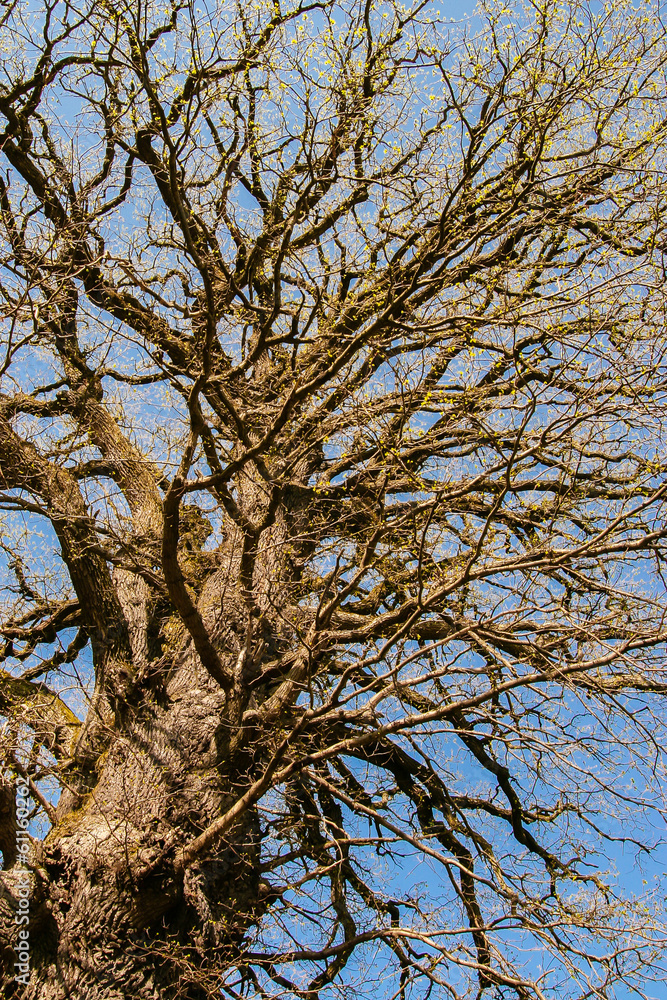 Fototapeta premium The old dead tree and landscape