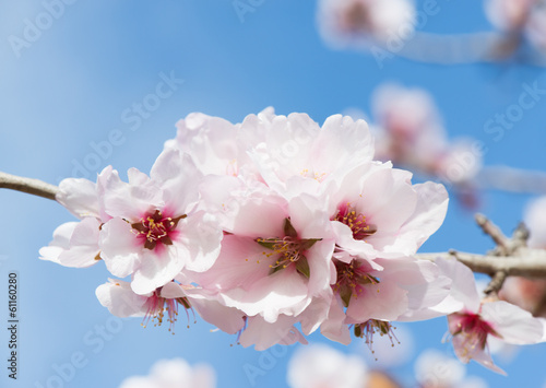 Obraz na plátne Pink almond blossom