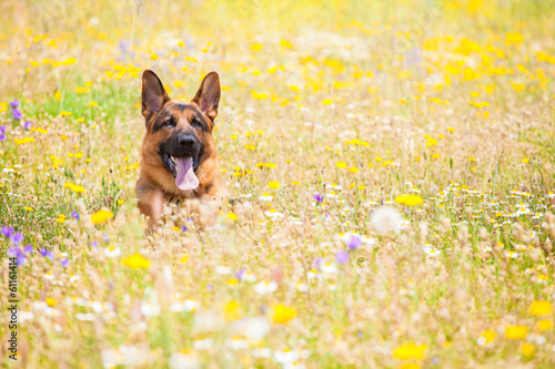 Dog in a meadow