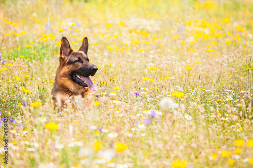 Dog in a meadow