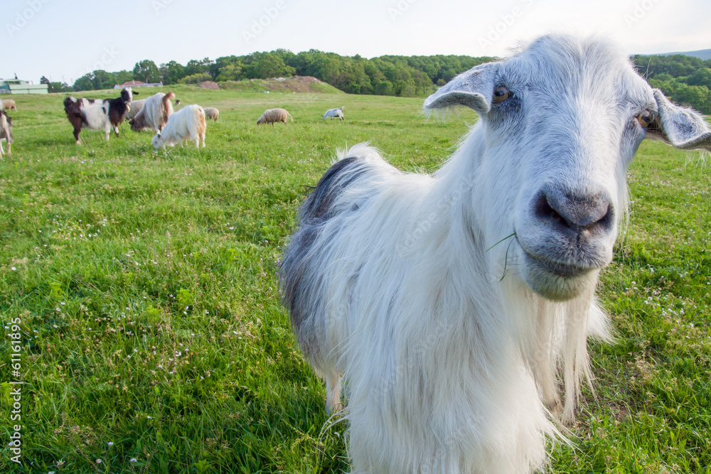 Obraz premium funny goat looking to a camera in a field