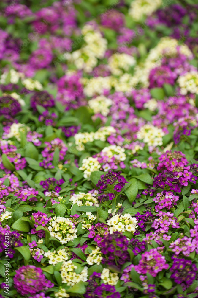 アリッサムの花 アリッサムの花