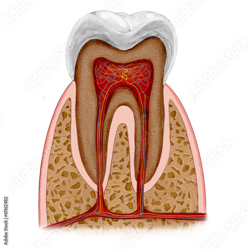 Canvas Print tooth