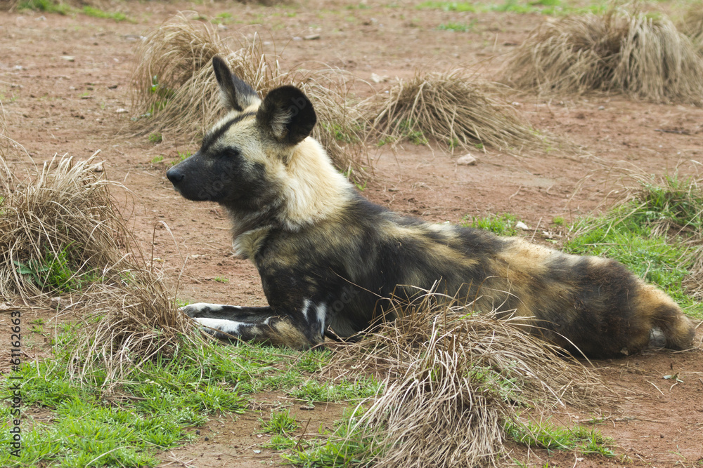 African painted wild dog (Lycaon pictus) African painted wild dog (Lycaon pictus)