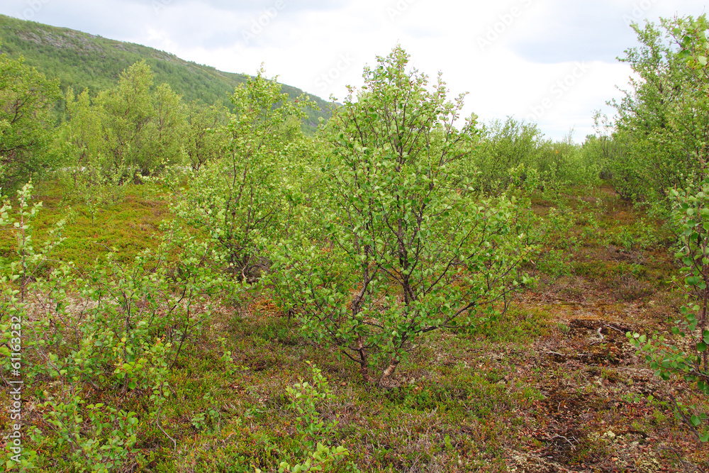 Flora of tundra