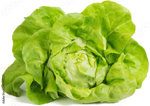 lettuce  (Lactuca sativa)