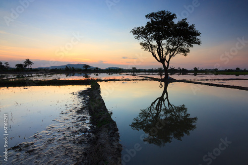 Single tree at sunset in Sabah, Borneo, Malaysia photo