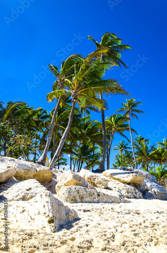 Exotic palm trees on the rocky coast of the Caribbean beach