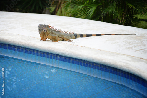 Canvas Print Iguana eager for a swim in the pool