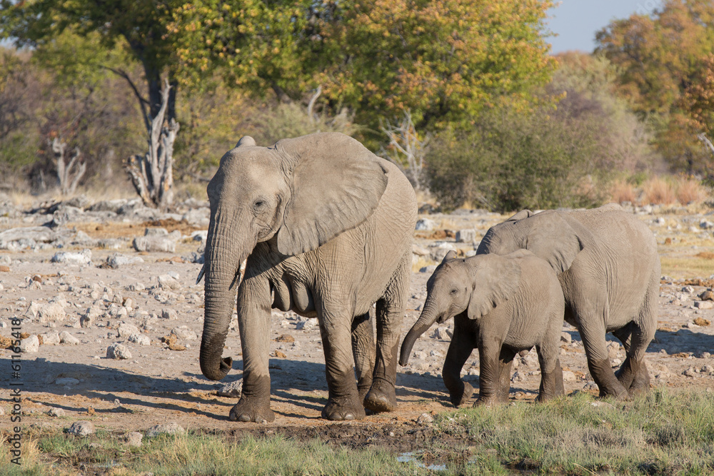 Fototapeta premium Słonie w Etosha