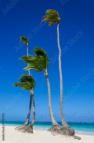 High royal palms on sandy Caribbean beach in Dominicana