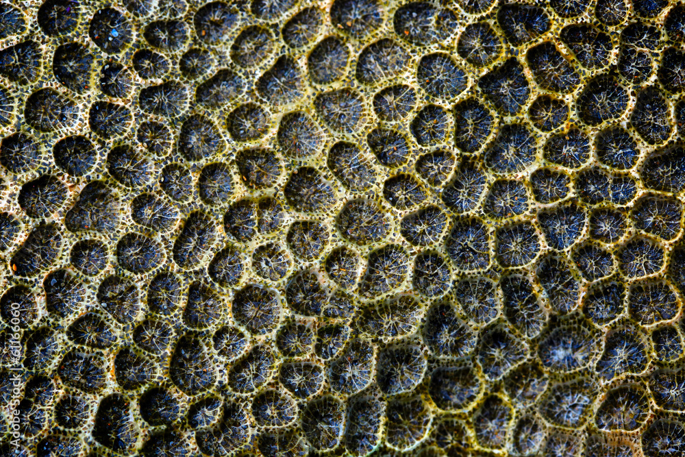 old coral texture old coral texture