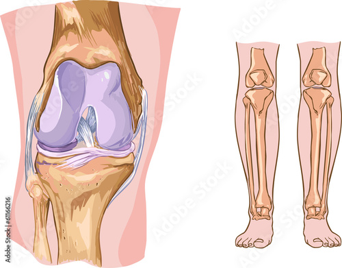 knee