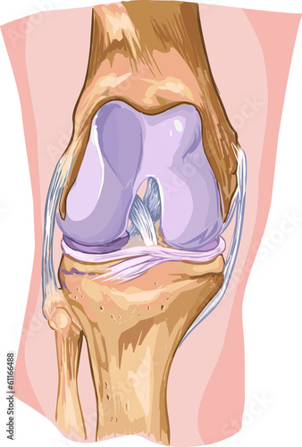 knee