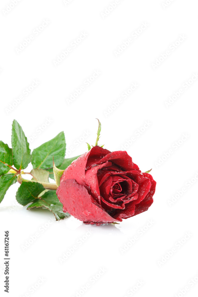 Fototapeta premium red rose flower on white background