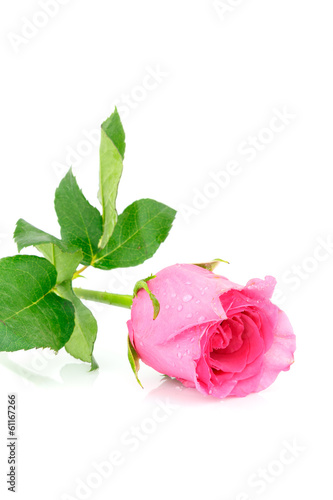 pink rose flower on white background