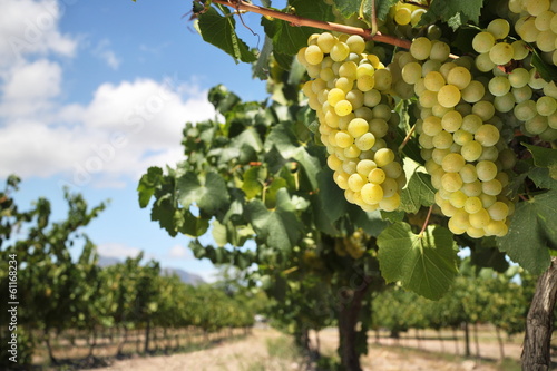 Chardonnay grapes on vine in vineyard photo