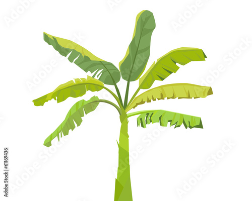 Banana tree - vector