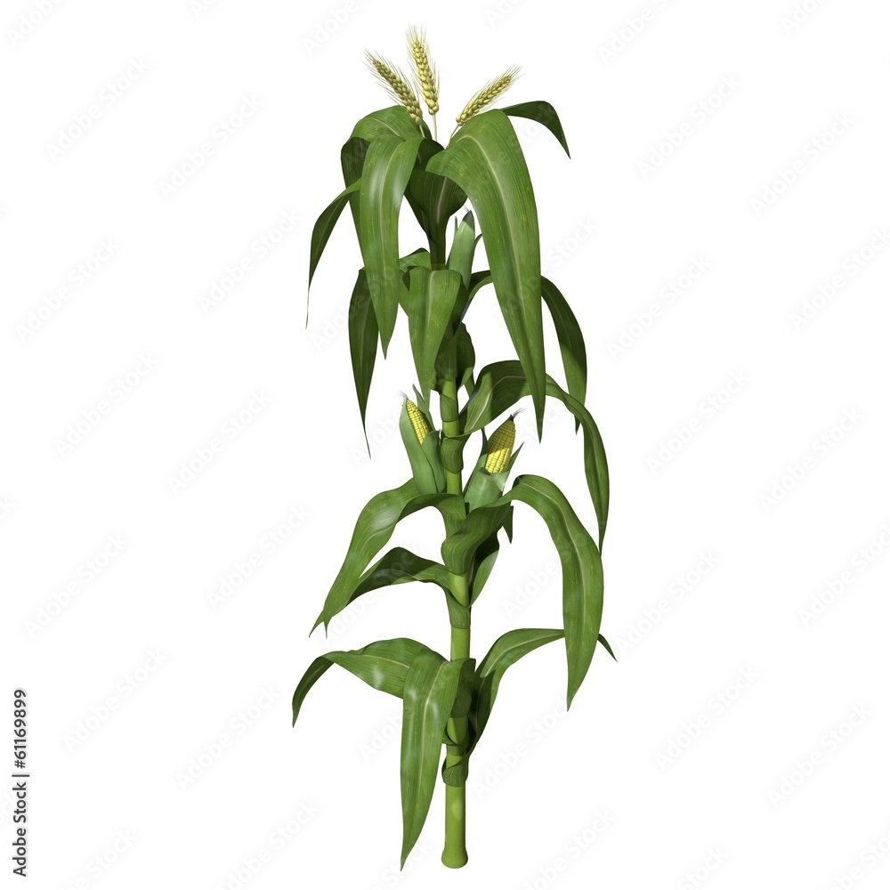 3d illustration of a corn stalk - obrazy, fototapety, plakaty 