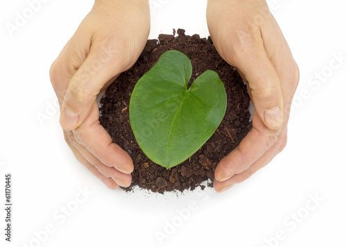 hands protect leaf