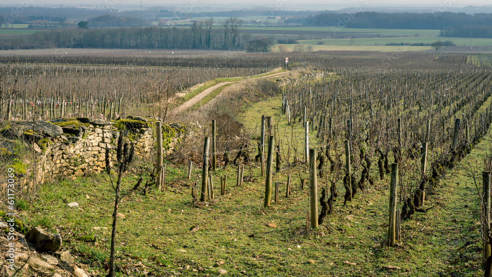 vignoble en hiver vignoble en hiver