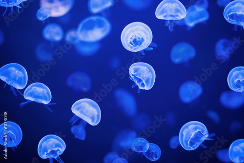 jellyfish