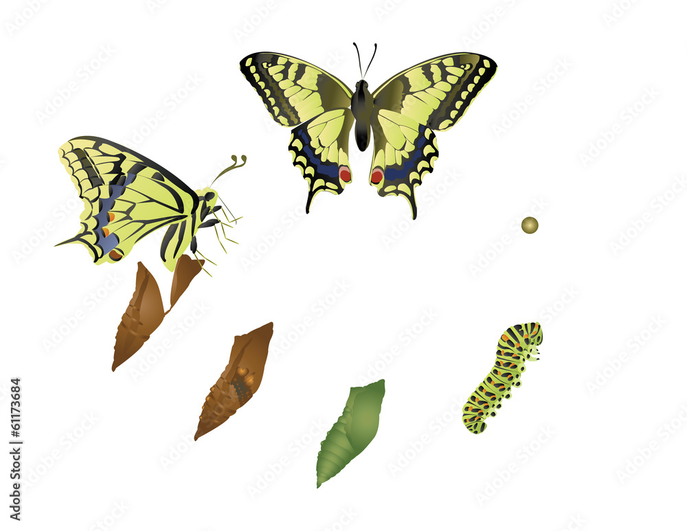 Life cycle of butterfly. Stock Vector | Adobe Stock