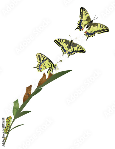 Life cycle of butterfly.
