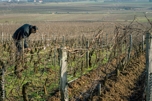 viticulteur en hiver photo