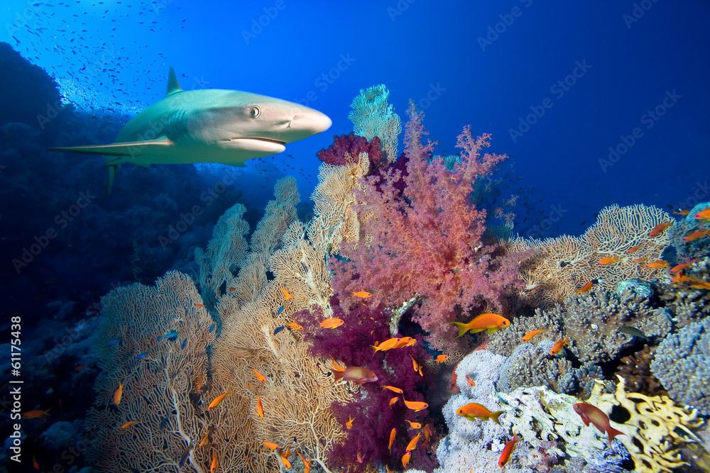 Fototapeta premium Underwater image of coral reef with shark